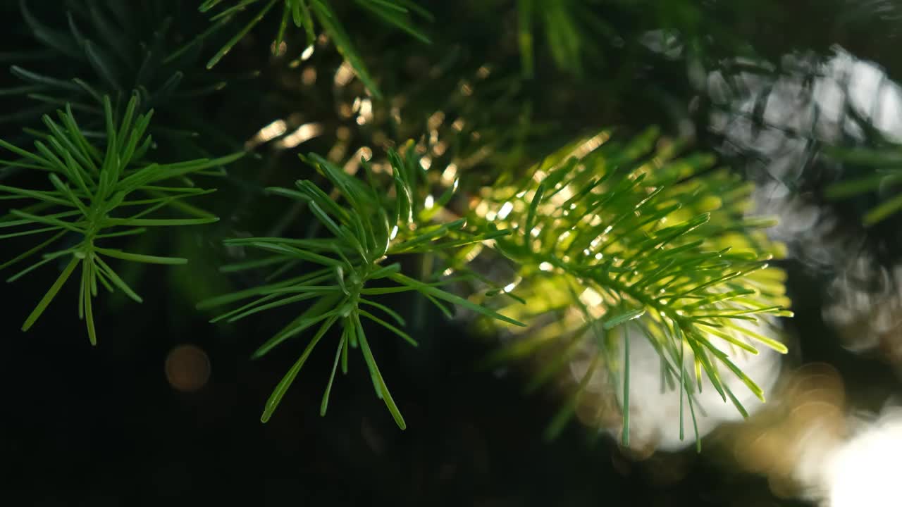 春暖花开的树木和灿烂的阳光视频素材