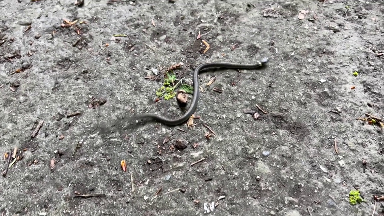 夏天在柏油路上漫步的盲虫视频素材