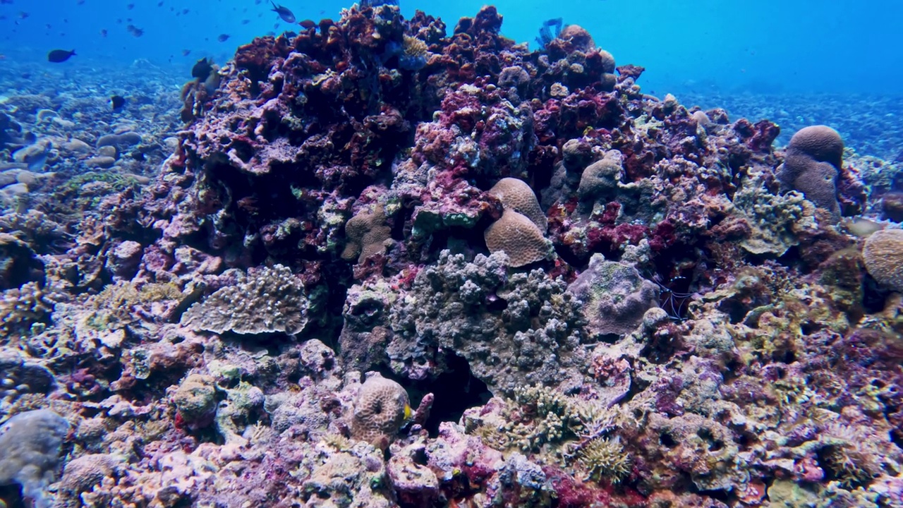 美丽的水下彩色热带珊瑚礁和海鱼。探索海洋中的野生动物风景。平静的海洋浮潜在亚洲珊瑚礁。明亮充满活力的生物多样性海洋动植物深度世界视频素材