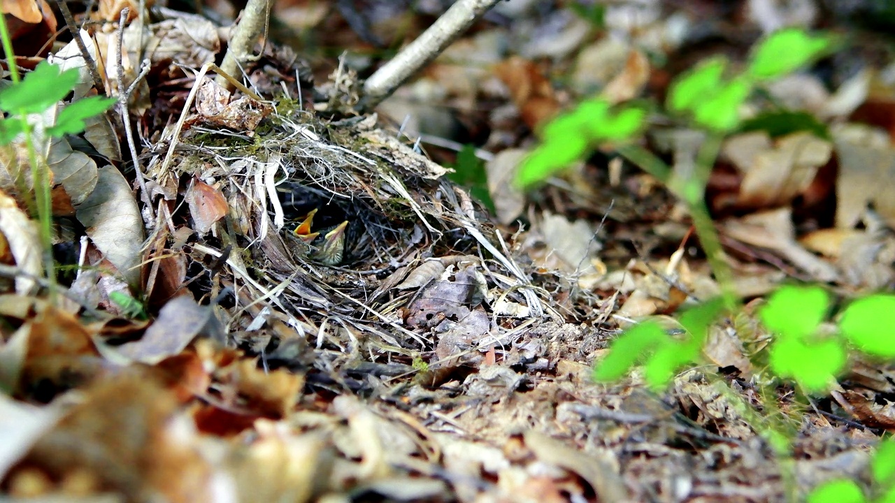 正在孵蛋的冠柳莺(Phylloscopus occipitalis) /韩国大田中区视频素材