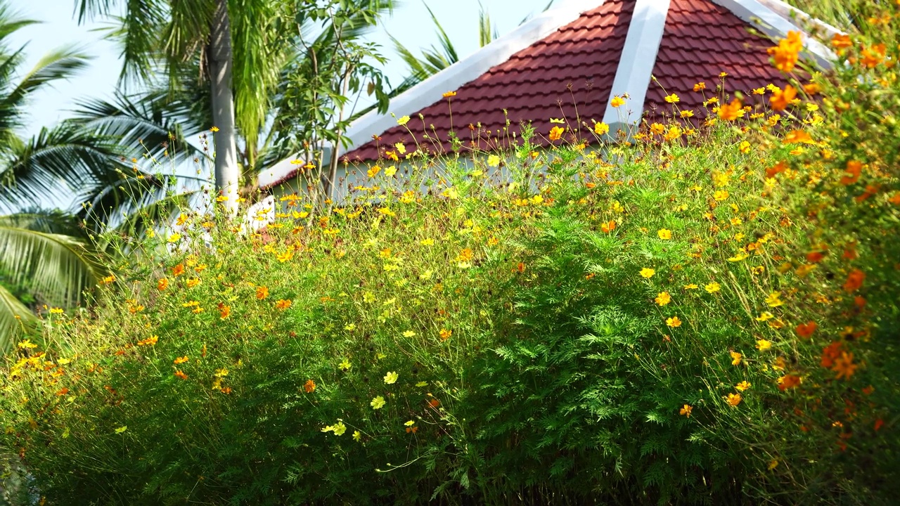 花园里的黄色宇宙花视频素材