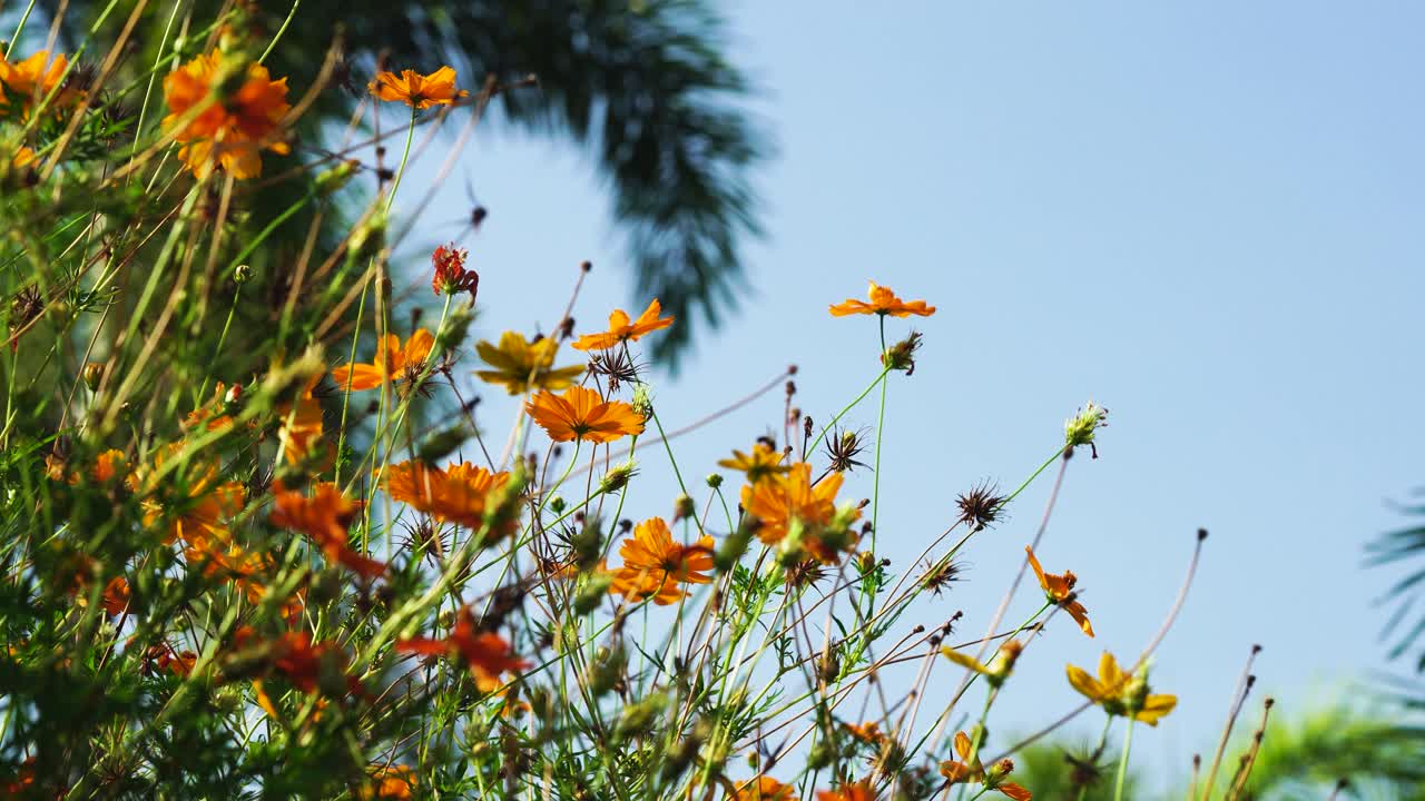 花园里的黄色宇宙花视频素材