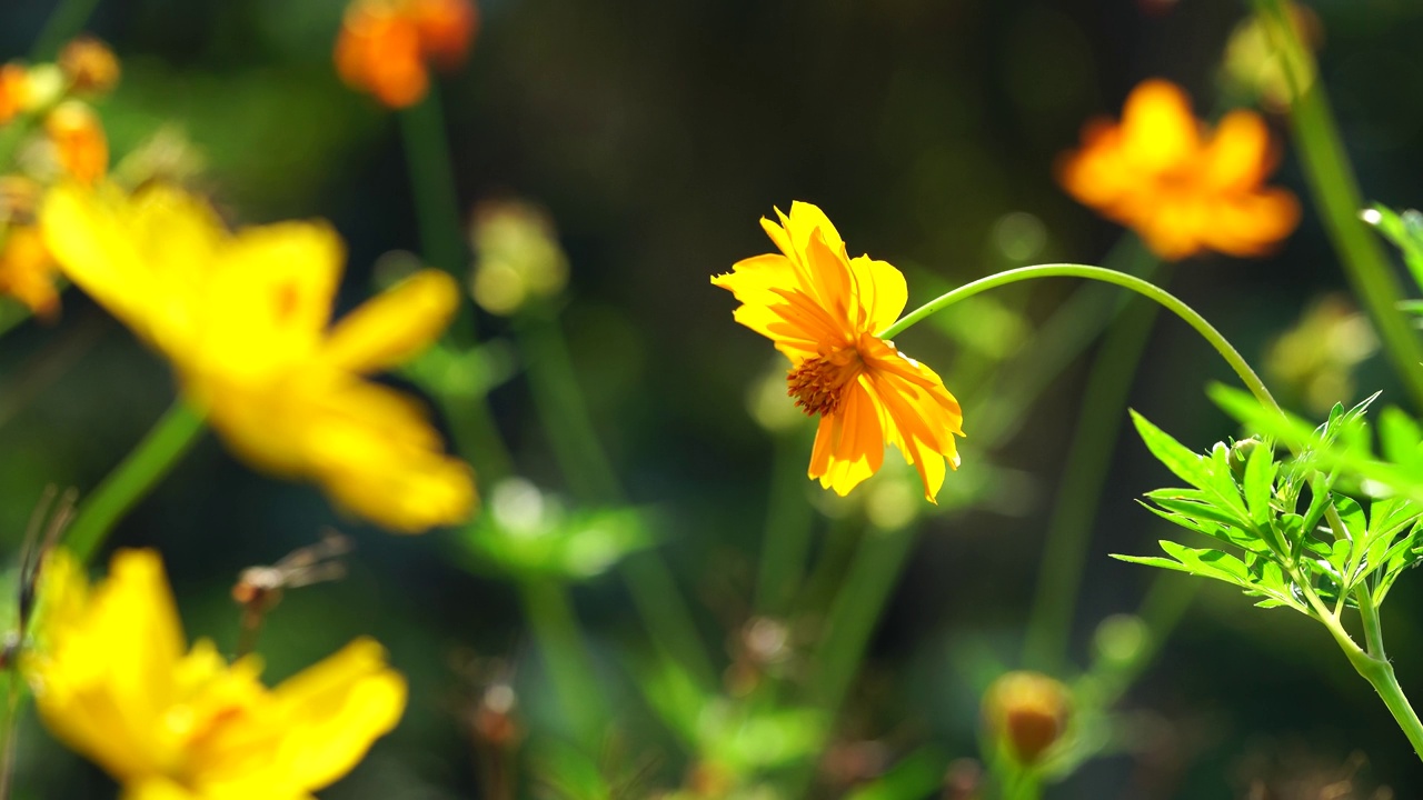 花园里的黄色宇宙花视频素材