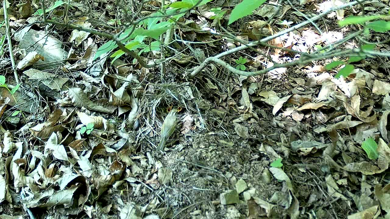 正在孵蛋的冠柳莺(Phylloscopus occipitalis) /韩国大田中区视频素材