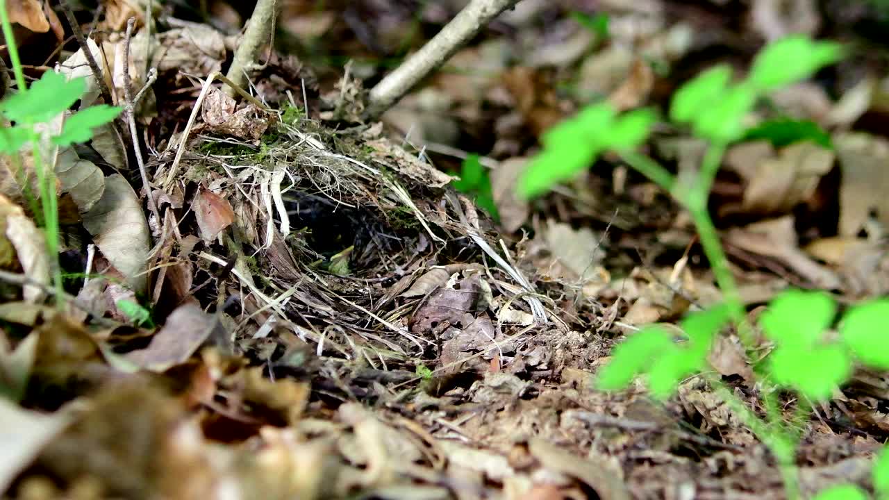 正在孵蛋的冠柳莺(Phylloscopus occipitalis) /韩国大田中区视频素材