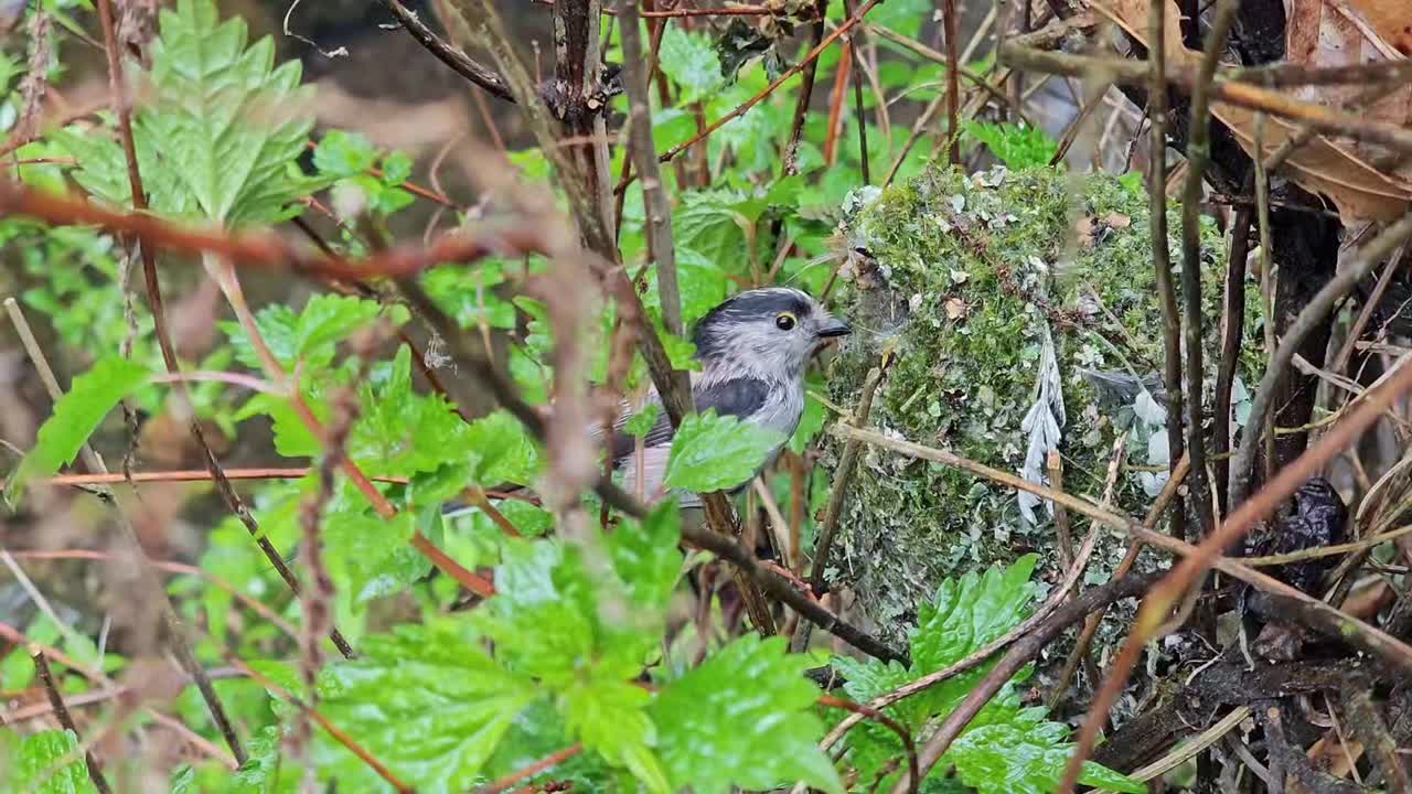 正在孵蛋的长尾山雀(Aegithalos caudatus) /韩国大田东区视频素材