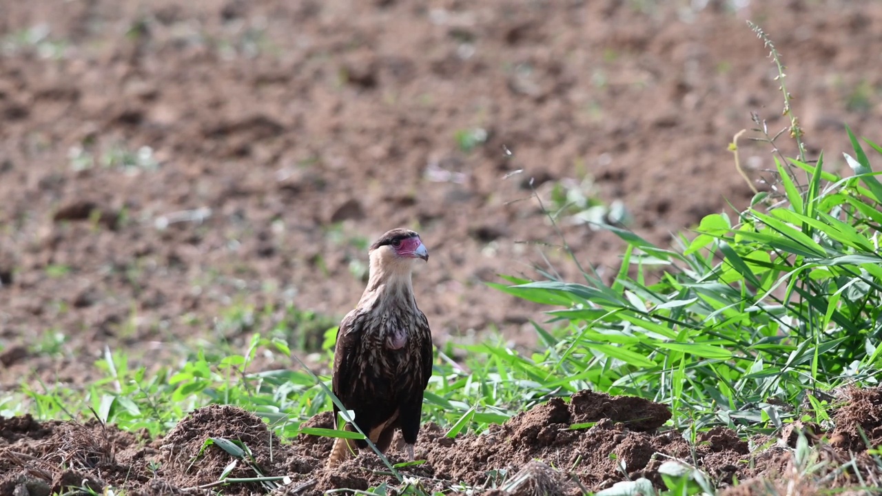 凤头卡拉(Caracara planus)跟随拖拉机犁地，寻找蚯蚓和幼虫或小型脊椎动物，如两栖动物。视频素材