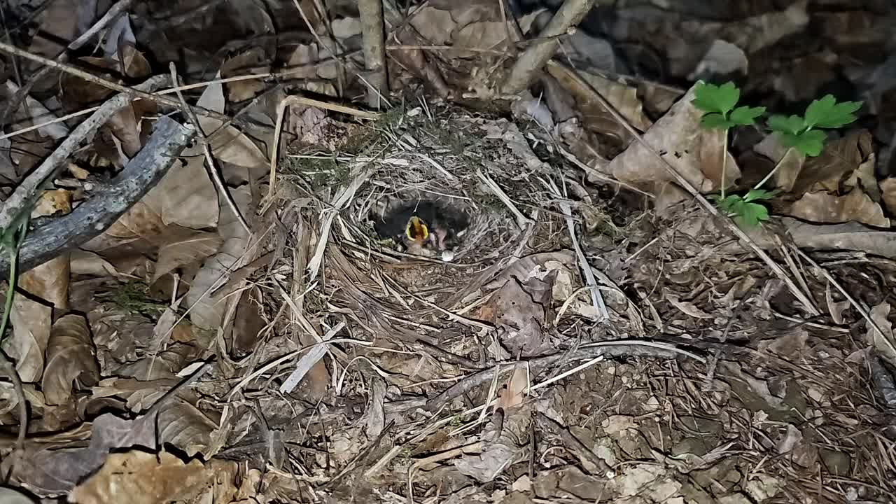 正在孵蛋的冠柳莺(Phylloscopus occipitalis) /韩国大田中区视频素材