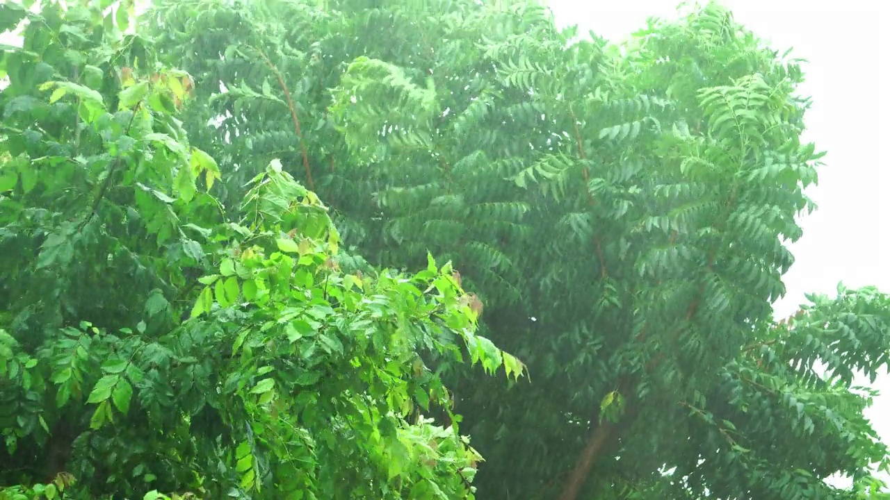 画面4K:绿树在暴雨中弯曲视频素材