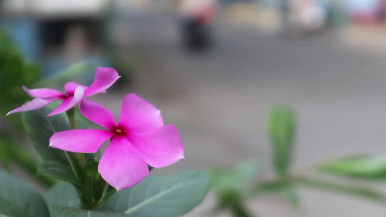 观赏长春花马达加斯加长春花道路边散景复制空间视频素材