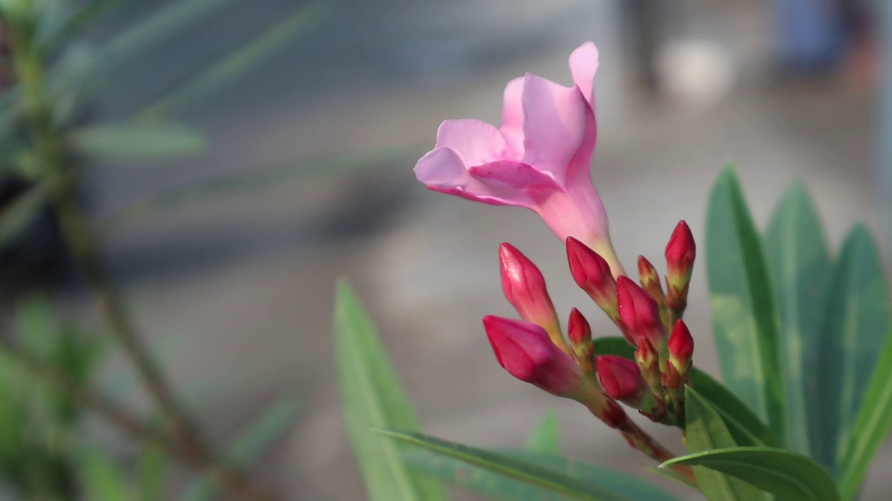 蓓蕾花夹竹桃粉红色花瓣路边复制空间散景视频下载