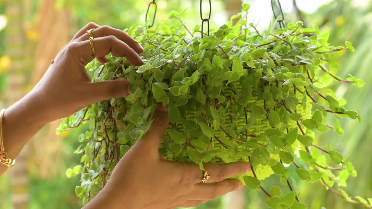 女性家庭园丁照顾室内植物改变植物土壤。视频下载