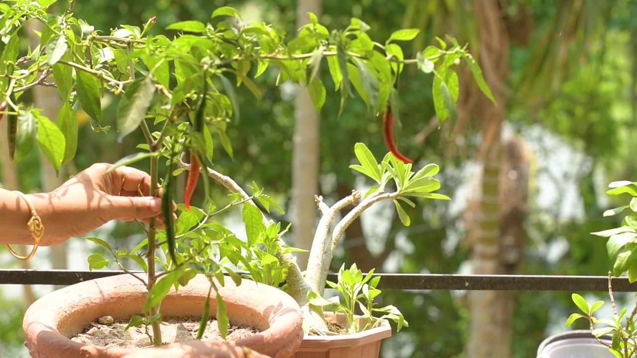 女性家庭园丁照顾室内植物改变植物土壤。视频素材