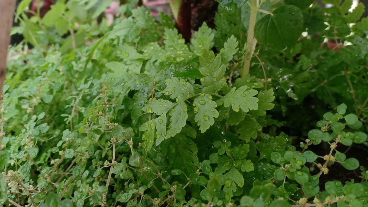 野生植物视频下载