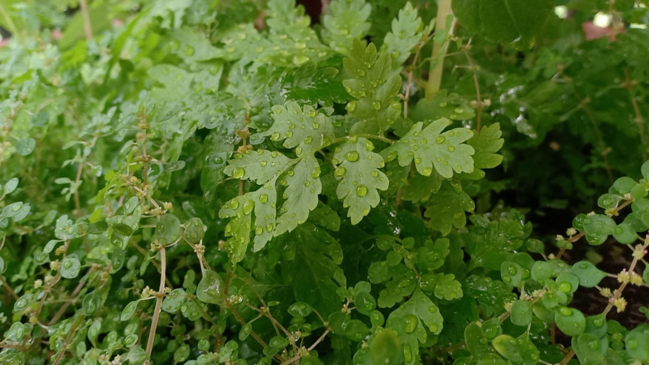 野生植物视频下载