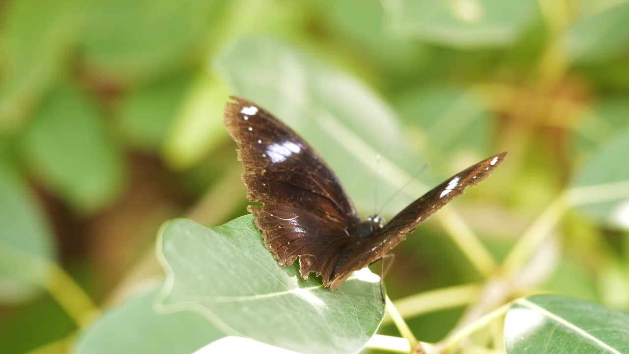 蝴蝶在热带雨林的绿叶上。视频素材