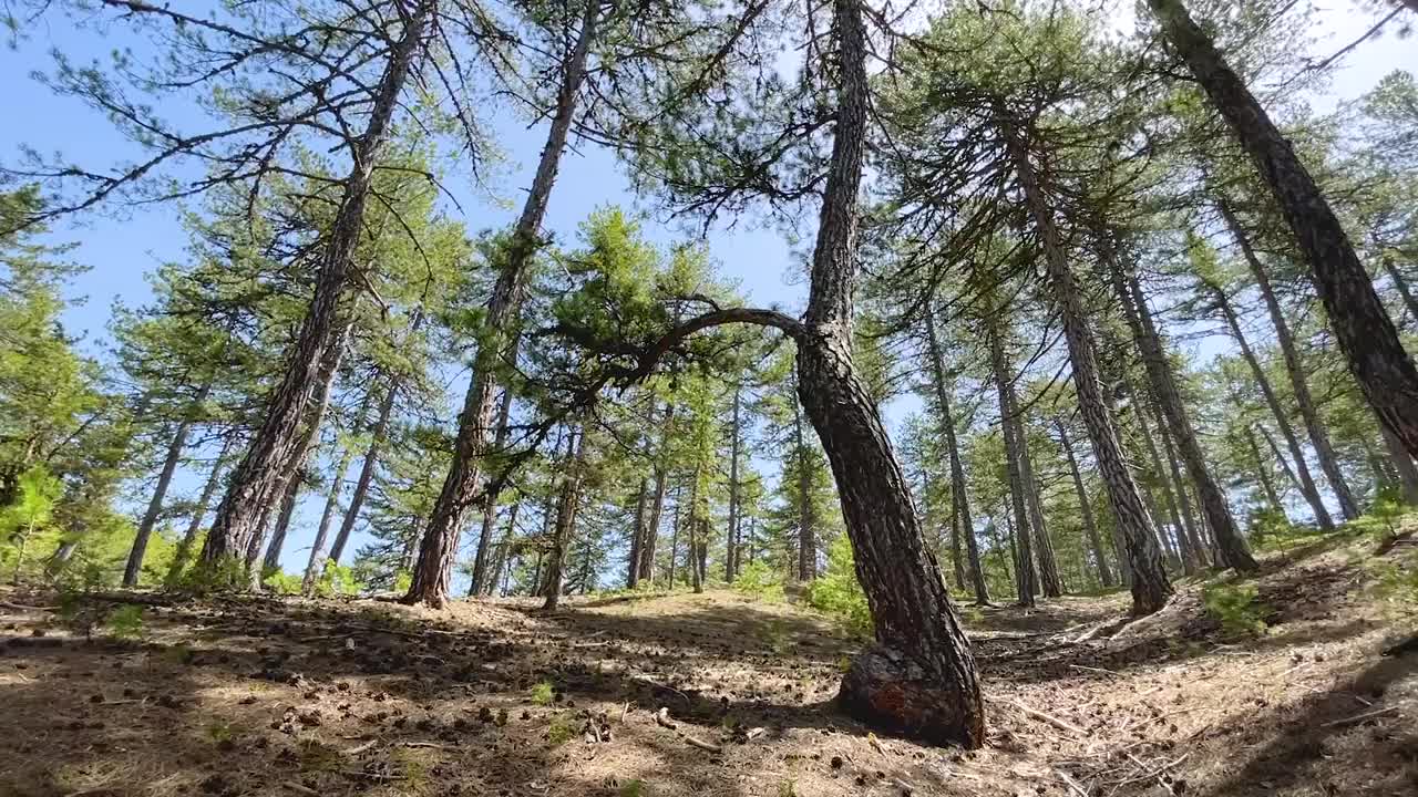 茂密的百年松树林视频素材