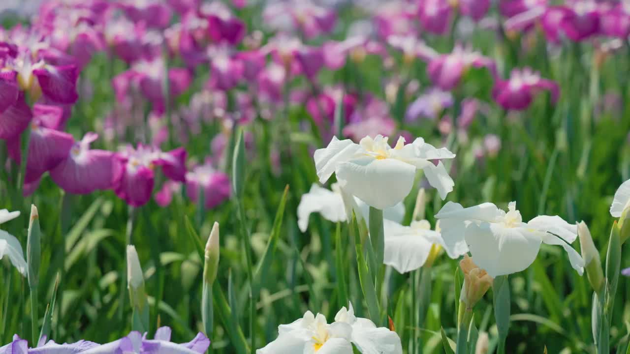 白色的鸢尾花在风中摇曳视频素材