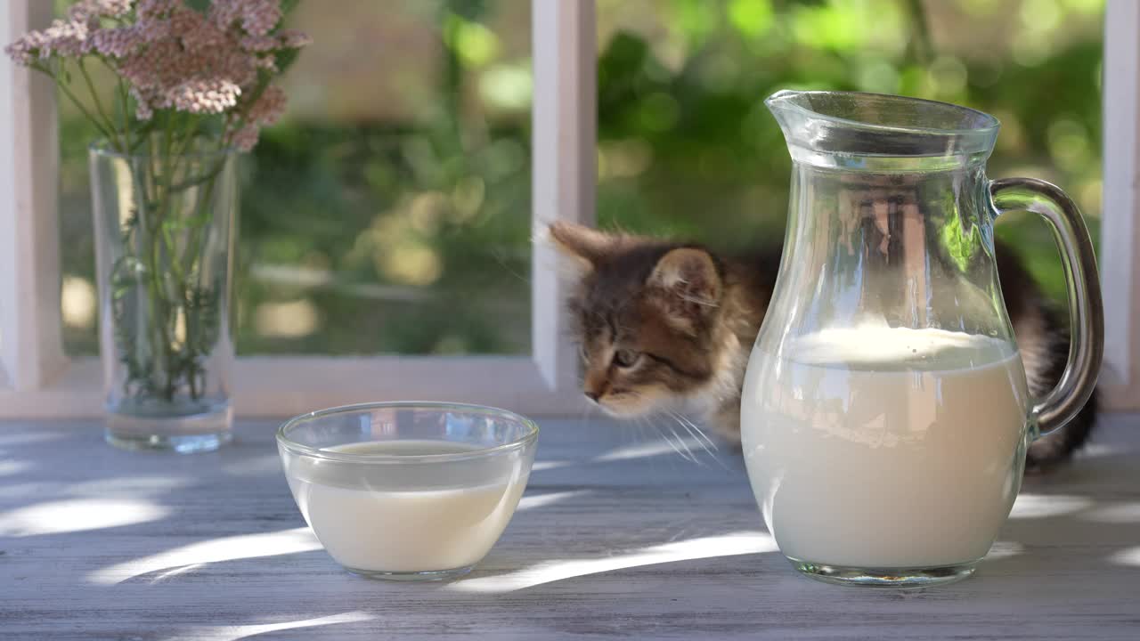 小猫在靠窗的窗台上用玻璃碗吃牛奶视频素材