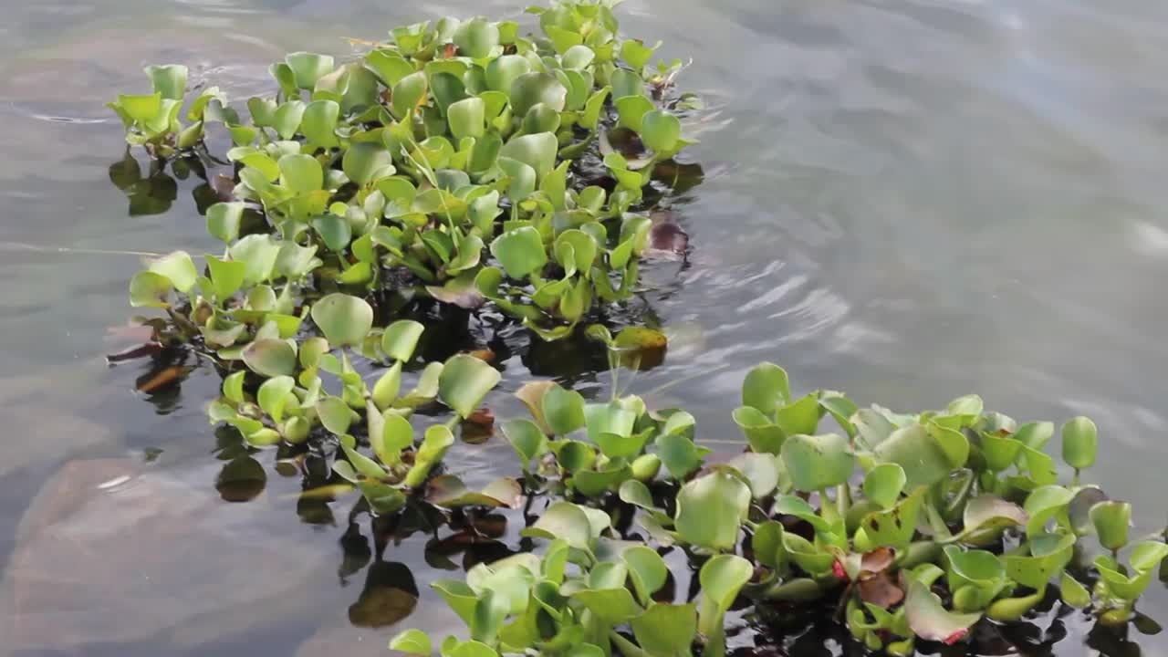 水葫芦视频素材