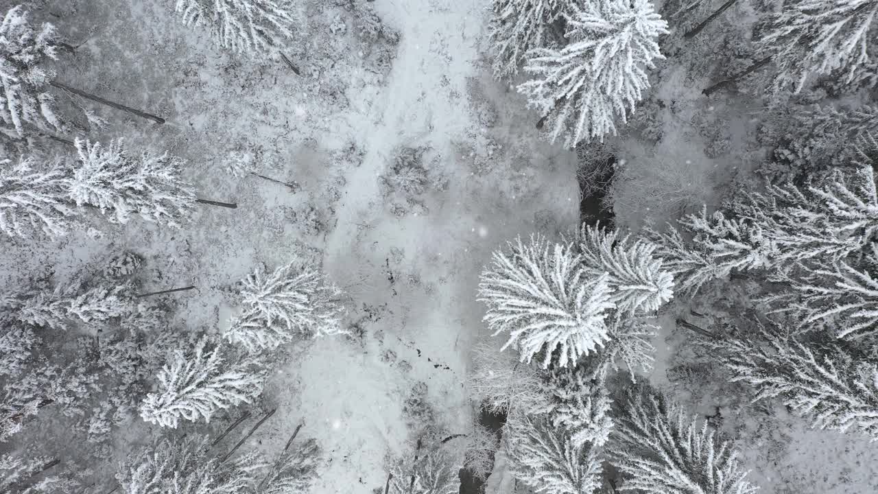 冬季大雪纷飞的山林景象。鸟瞰图。视频素材