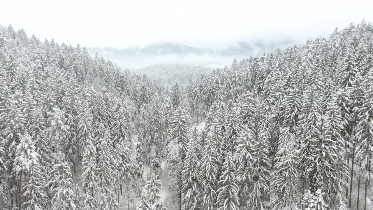 冬季森林里可爱的雪花飘落的景象。视频素材