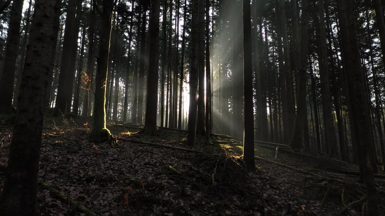 神奇的早晨日出与阳光在黑暗的苔藓森林景观。视频素材