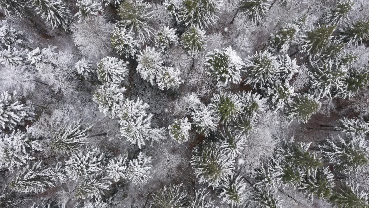 美丽的雪花飘落在冬季的森林景观。鸟瞰图。视频素材