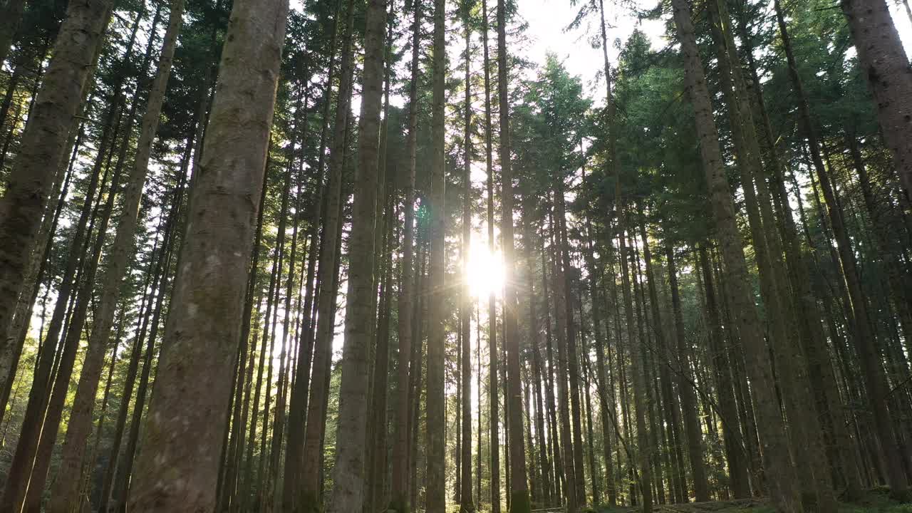 神奇的清晨阳光在树林里的树干间闪烁。视频素材