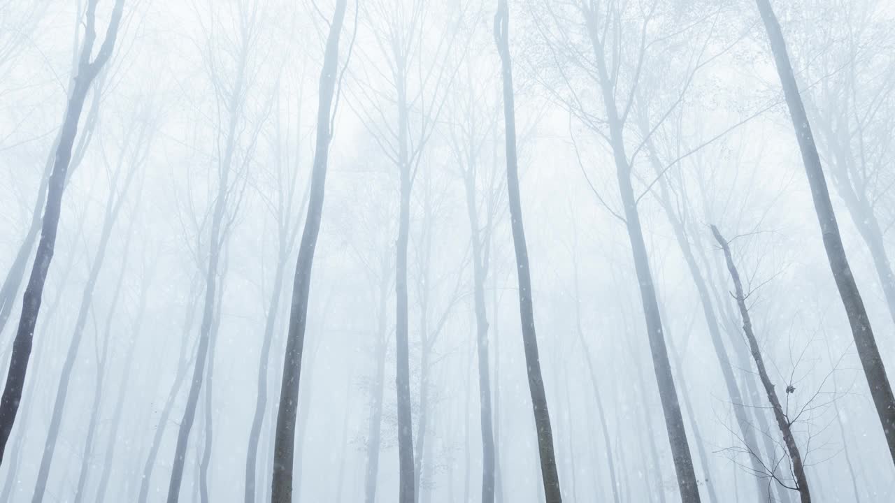 冬季降雪季节雾蒙蒙的山毛榉林景观。魔法精灵森林的冬天。视频素材