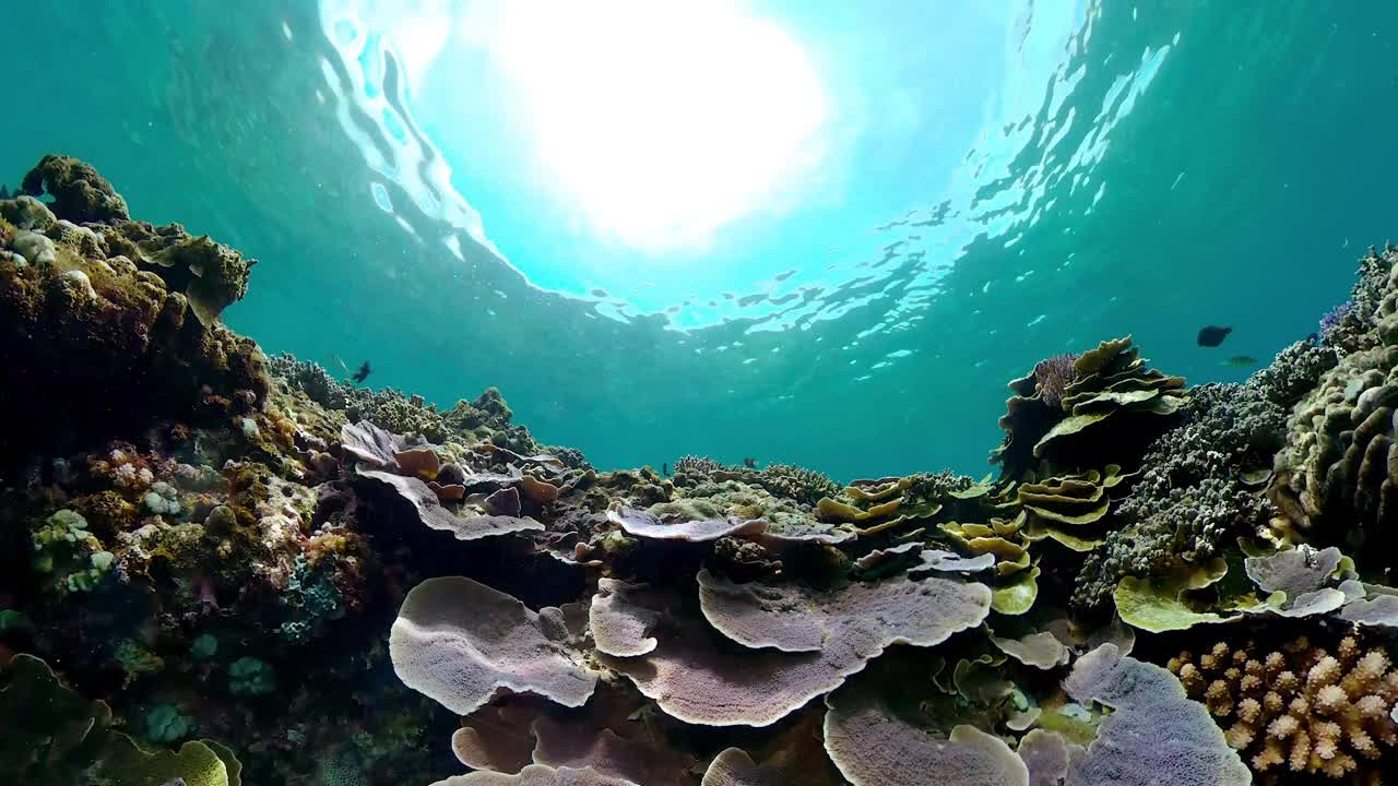 水下有鱼的珊瑚礁。视频素材