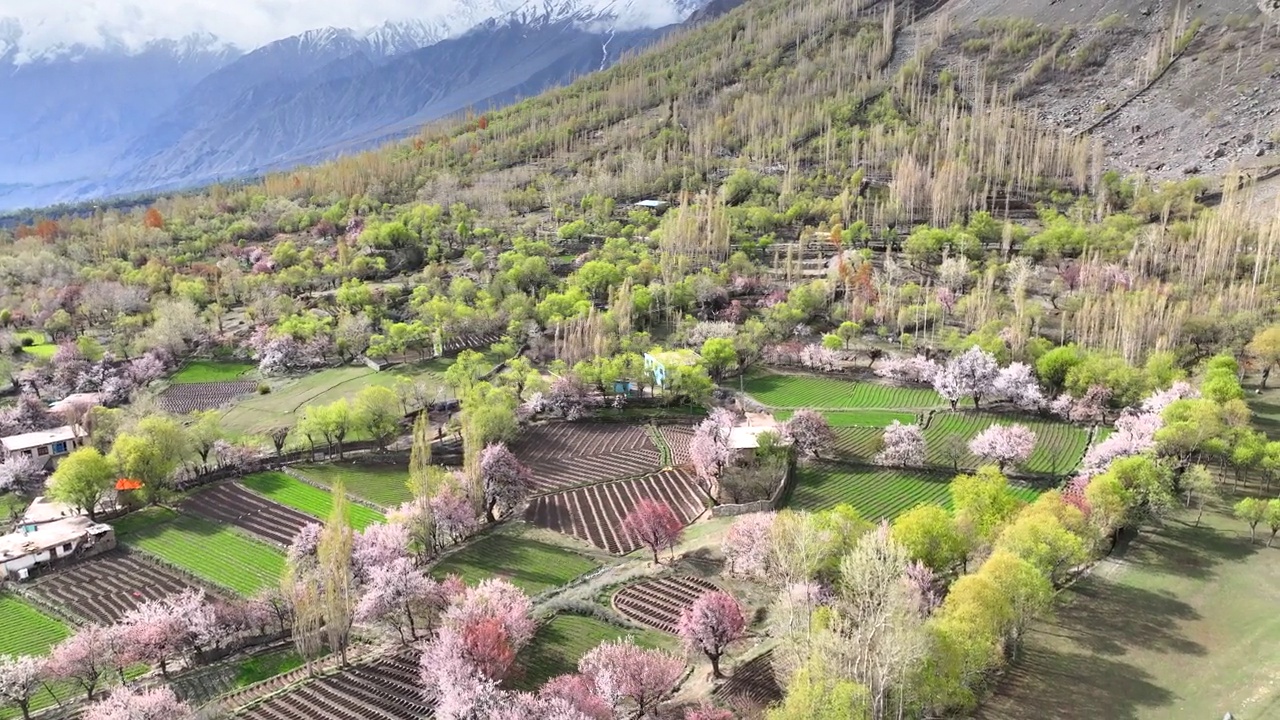 鸟瞰美丽盛开的樱花自然风光景观季节在春达山谷的一个著名的目的地斯卡杜在巴基斯坦视频素材