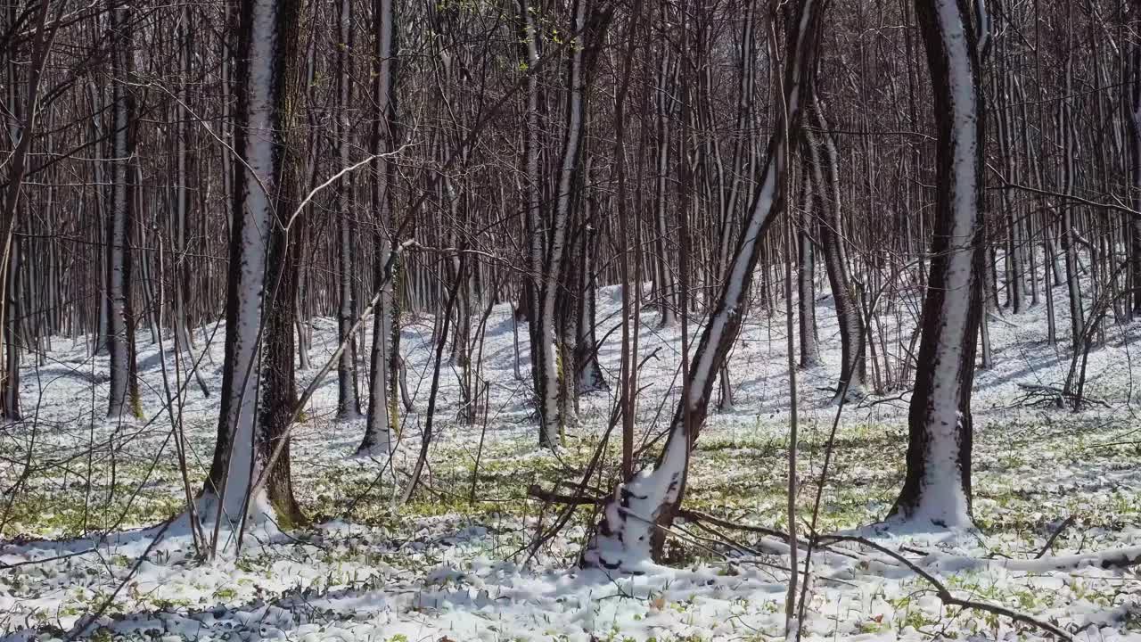 欧洲森林的春天。降雪后的森林。树上和草地上融化的雪视频素材