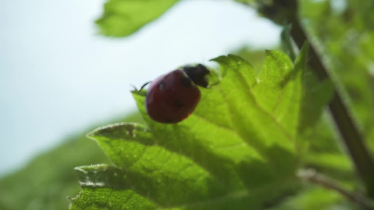 带点的红虫子在绿叶上行走视频素材