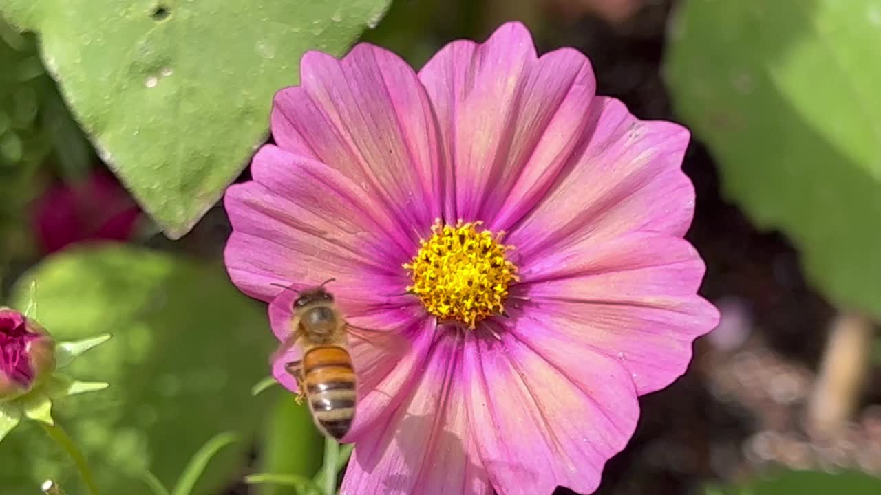 蜜蜂在宇宙之花上视频下载