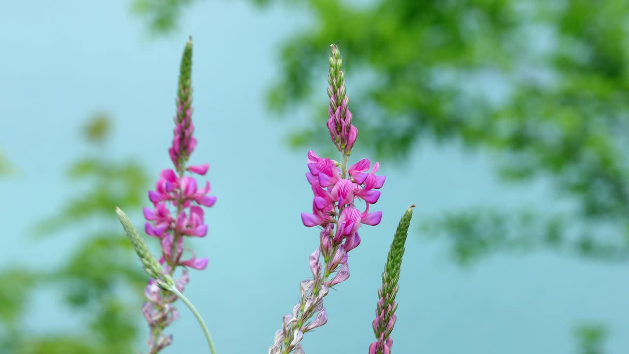 多年生羽扇花田，花粉紫色。一束羽扇豆夏天花的背景视频素材