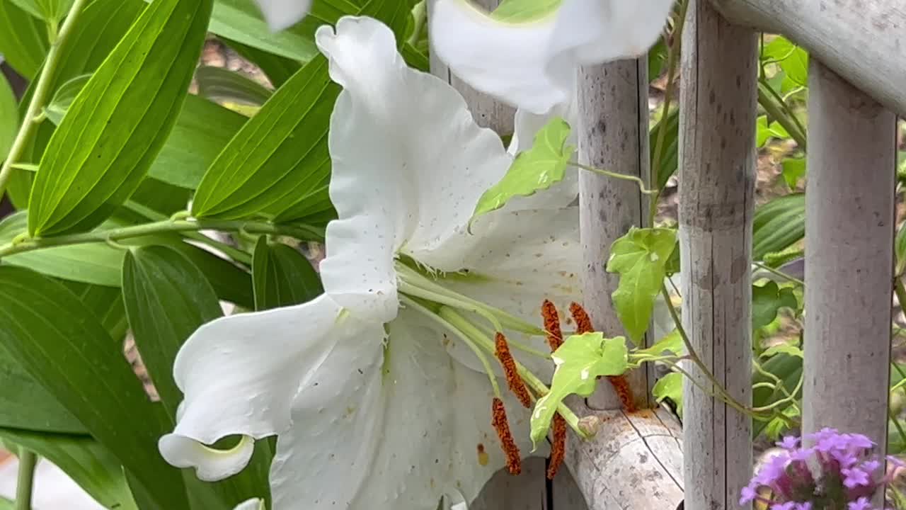 花架上的白色百合花视频素材