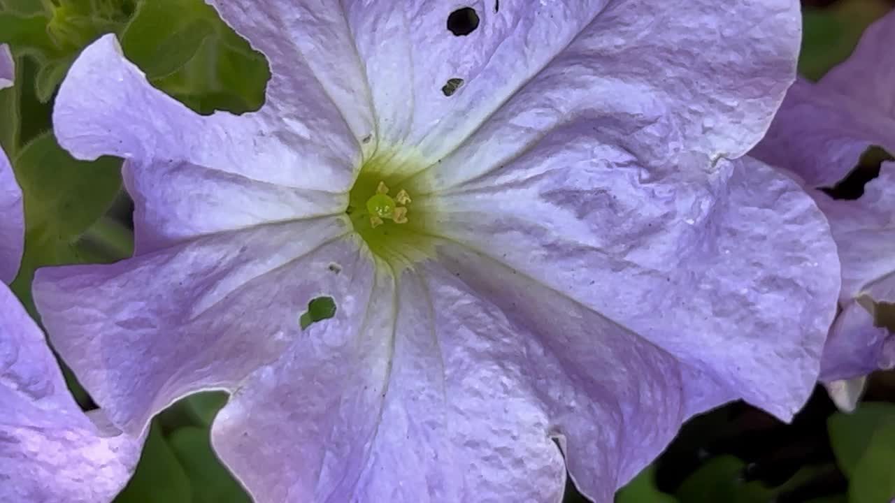 被毛虫伤害的牵牛花视频下载