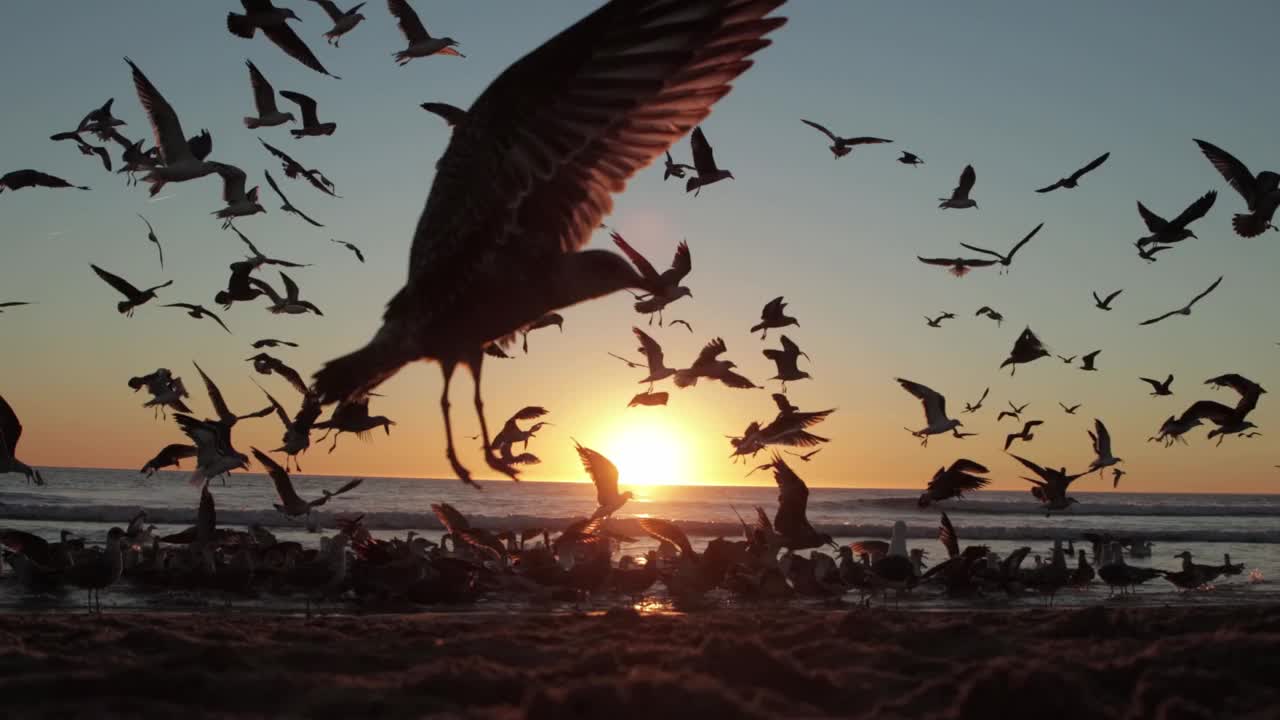 橙色的夕阳下，一大群海鸥在海滩上视频素材