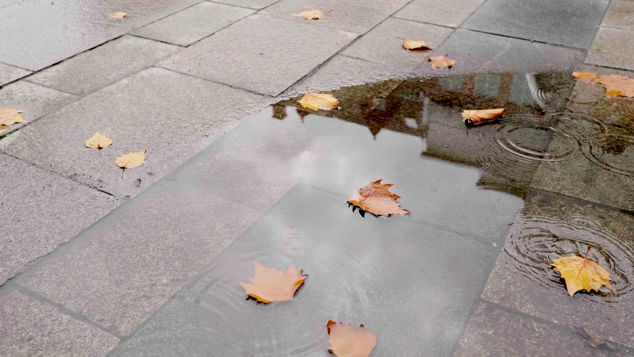 秋天，雨滴落在落叶的水坑里视频素材