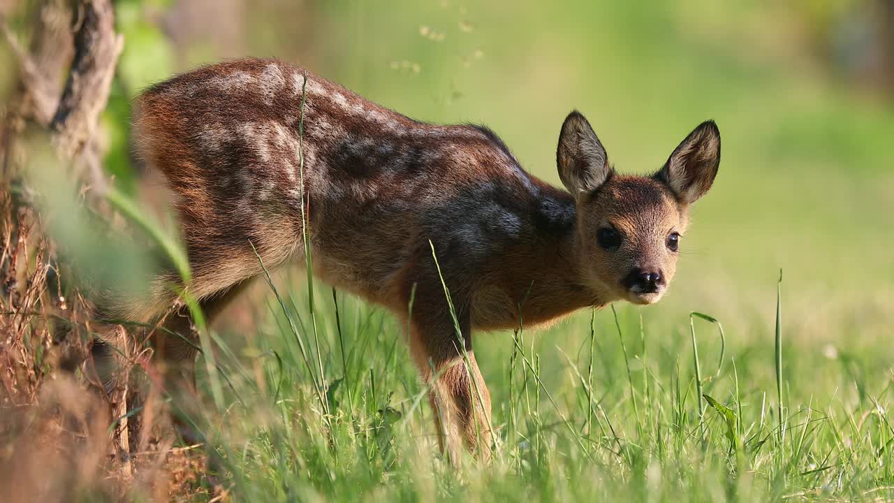 可爱的新生狍子——capreolus capreolus——正看着镜头，看着镜头，然后躺在绿色的草丛里躲起来视频下载