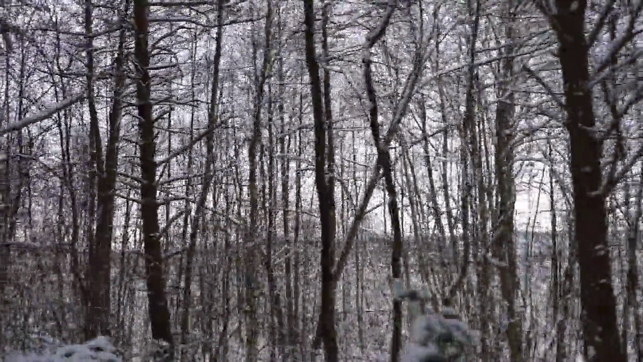 开车穿过白雪覆盖的森林。冰雪覆盖的松林路上的神奇汽车之旅。前视图从汽车乘客窗口。冬季北欧乡村景观。旅行。寒冷的季节。白雪皑皑的木头。视频素材