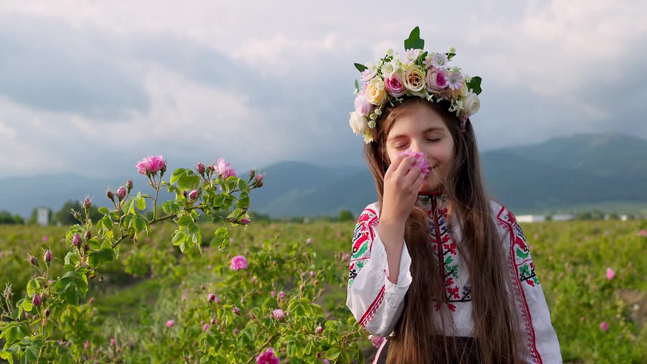 美丽的女孩，穿着民族民俗服装的保加利亚妇女在保加利亚卡赞拉克玫瑰谷闻着芳香的玫瑰，采摘着香料含油的玫瑰(大马士革玫瑰)视频素材