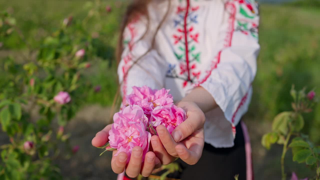 美丽的女孩，穿着民族民俗服装的保加利亚妇女在保加利亚卡赞拉克玫瑰谷闻着芳香的玫瑰，采摘着香料含油的玫瑰(大马士革玫瑰)视频素材