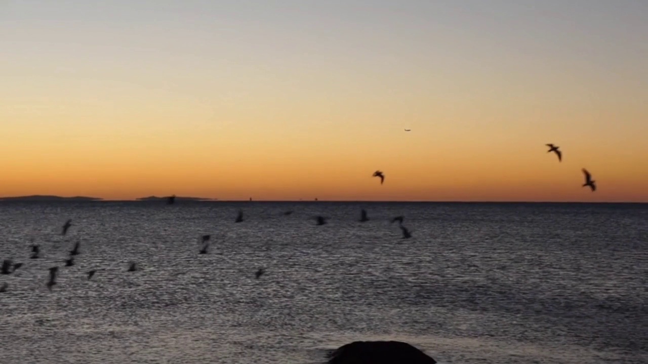 一群鸟在夕阳下飞过大海视频下载