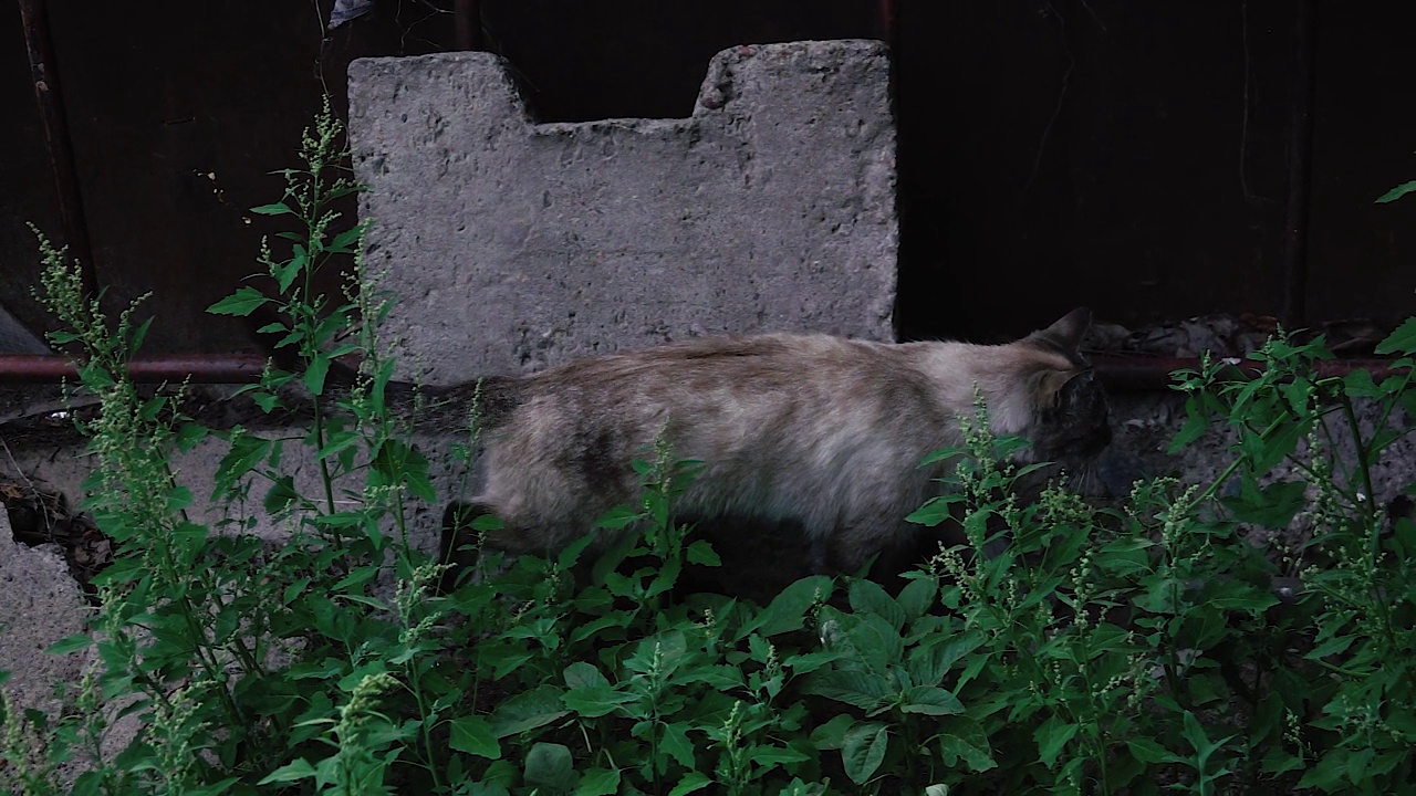 那只猫正沿着篱笆走视频素材