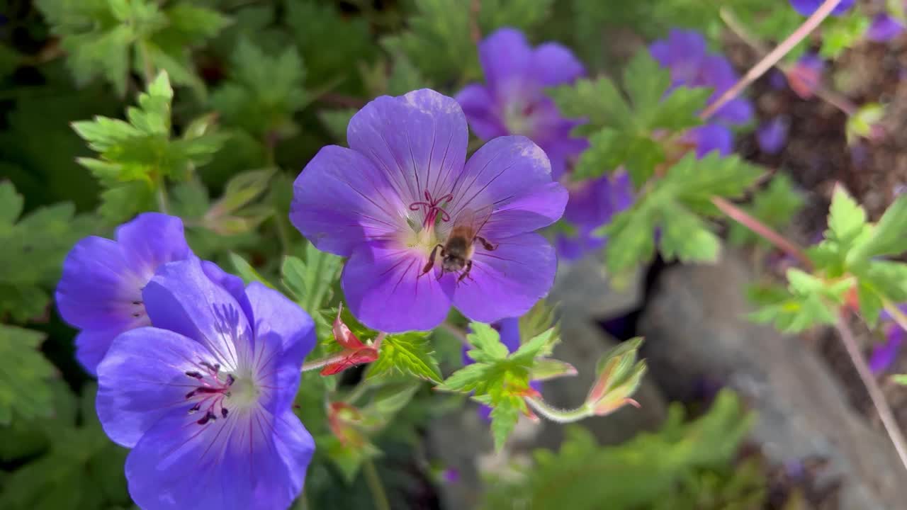 蜜蜂在花上梳理自己视频下载