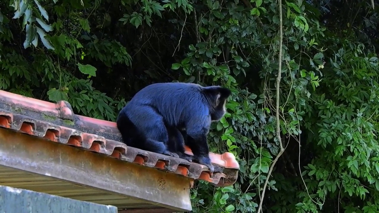 狐猿大肚婆视频素材