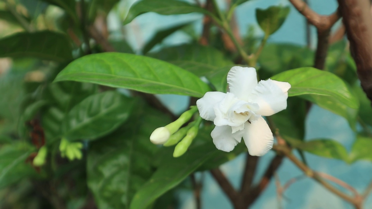 角茉莉花白色花瓣移动风复制空间视频下载