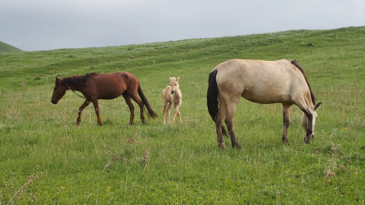 三匹马在山上的绿色草地上吃草。一匹小马崽欢快地跑过草坪。姜黄色的小马驹欢快地在草地上疾驰，靠近它的父母马。视频素材